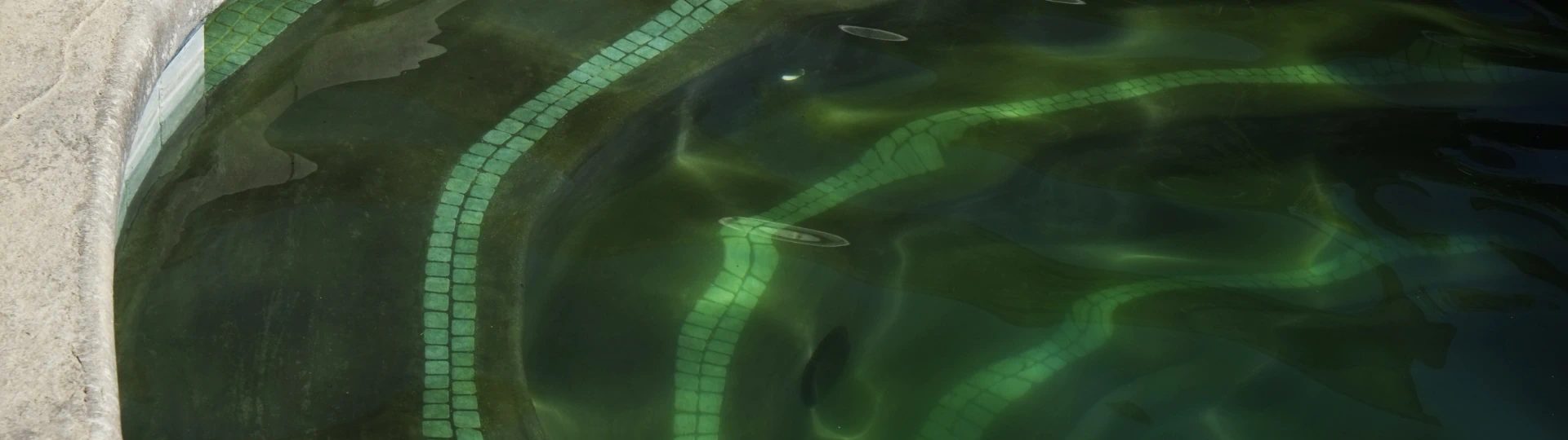 Green Pool Cleanup Green to Clean breadcrumb